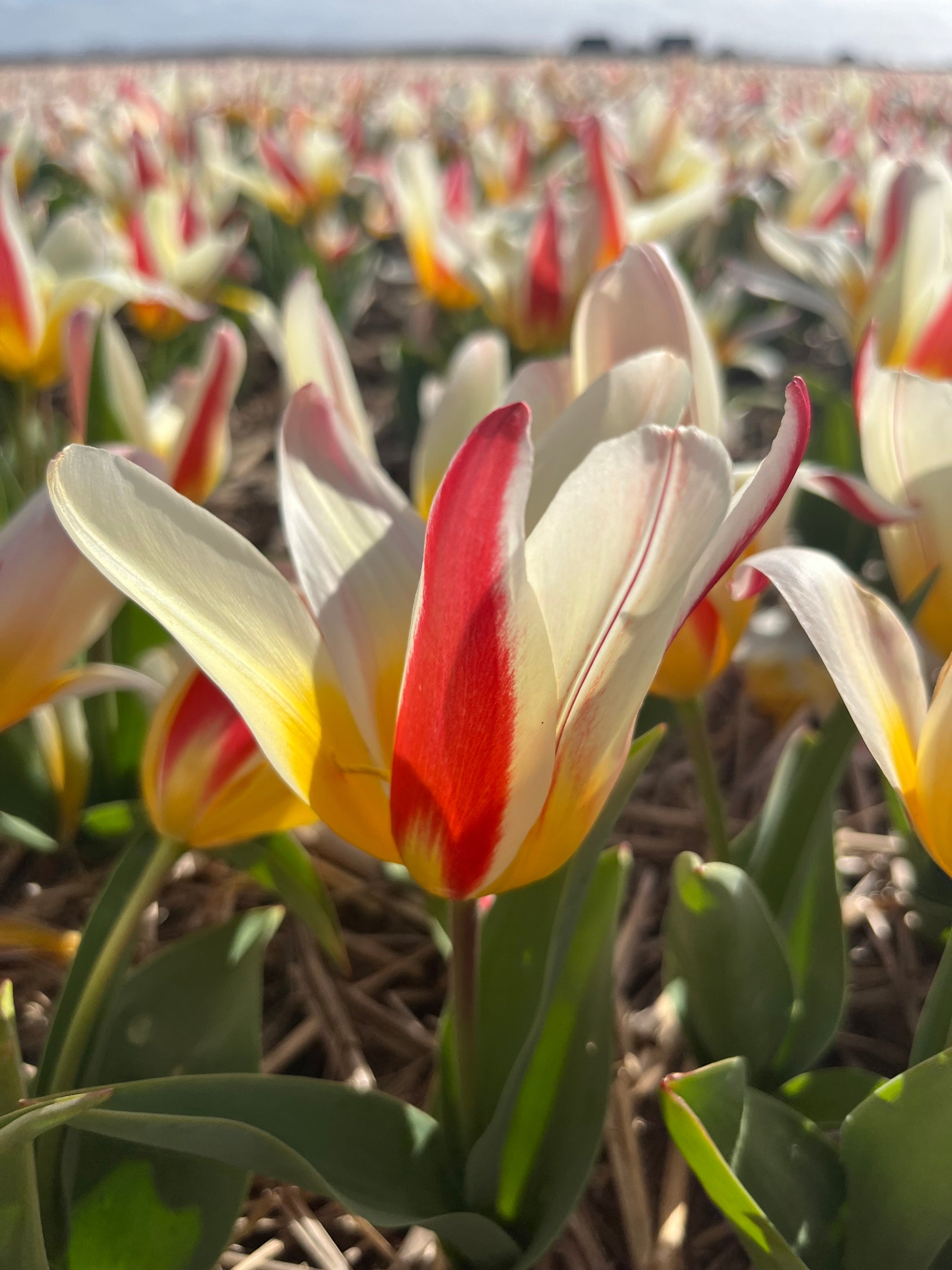 Tulp 'Ice Stick'