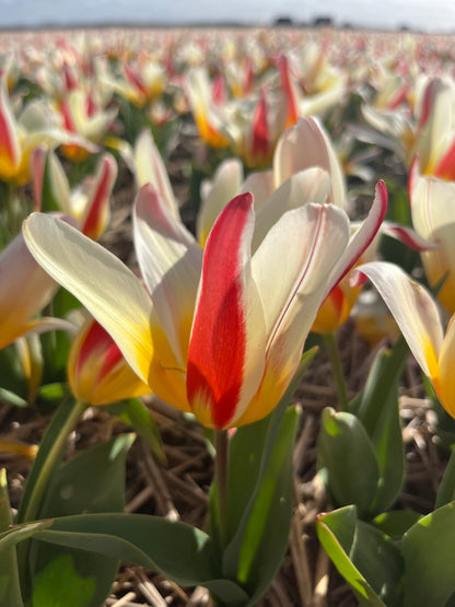 Tulp 'Ice Stick'