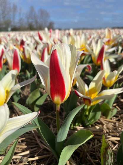 Tulp 'Ice Stick'