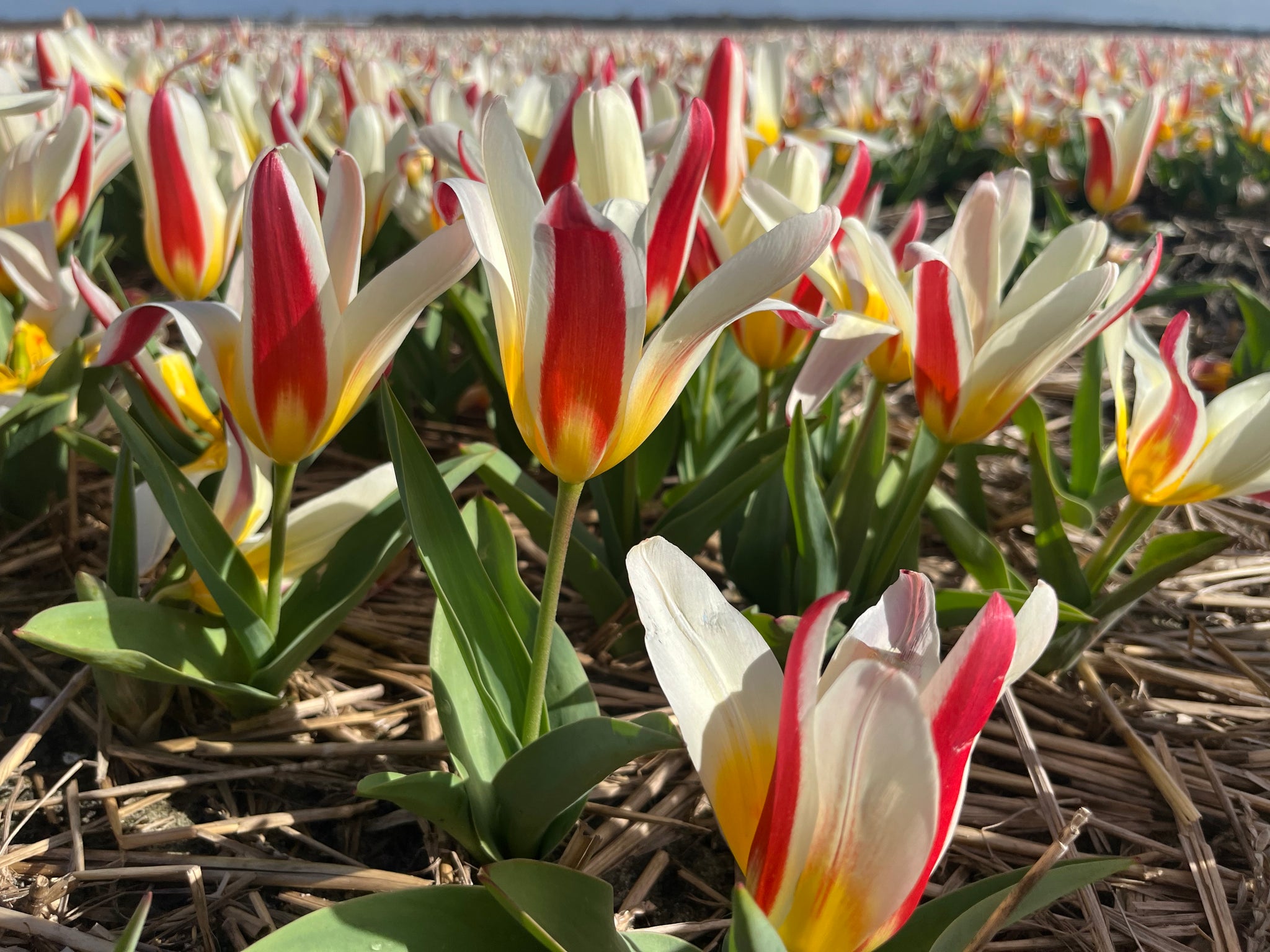Tulp 'Ice Stick'