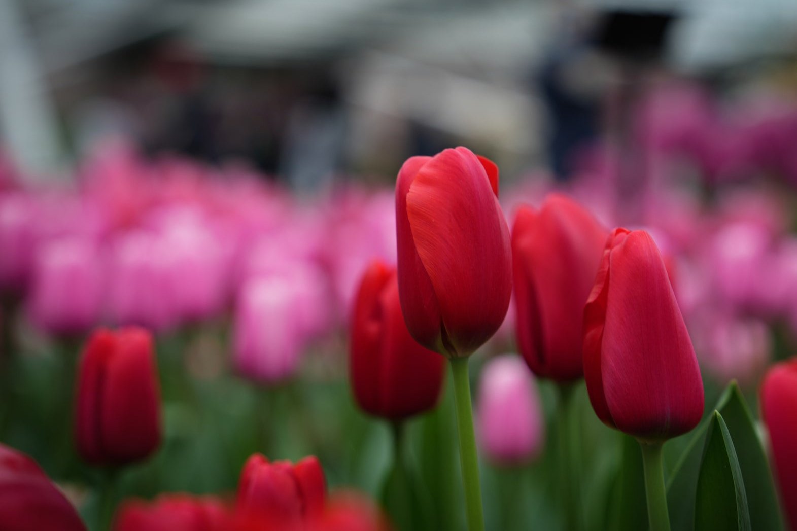Tulipa 'Kingsblood'