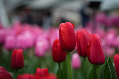 Tulipa 'Kingsblood'