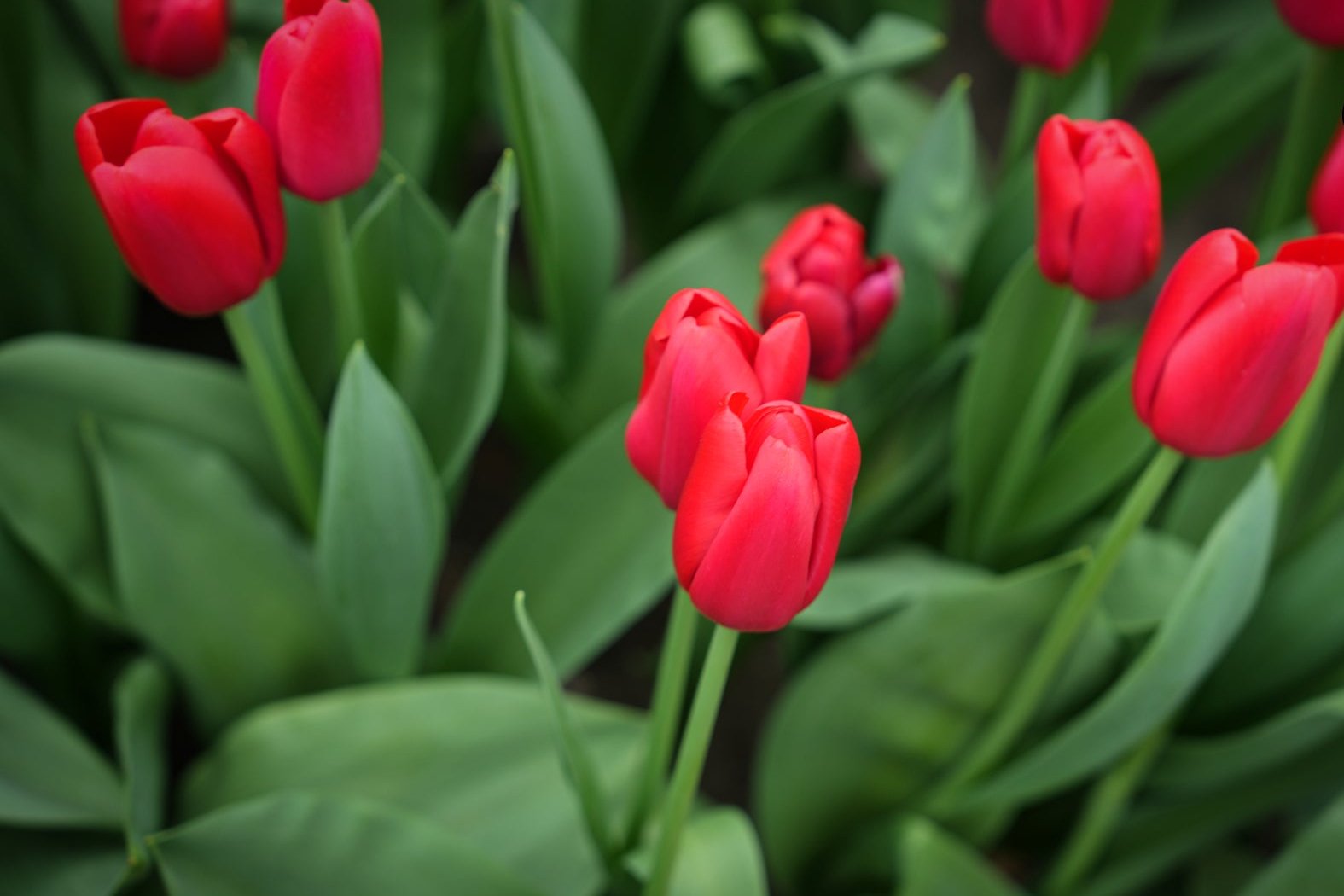 Tulipa 'Kingsblood'