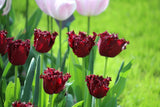 Tulipa 'Labrador'
