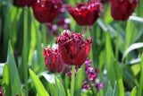 Tulipa 'Labrador'