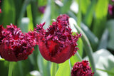 Tulipa 'Labrador'
