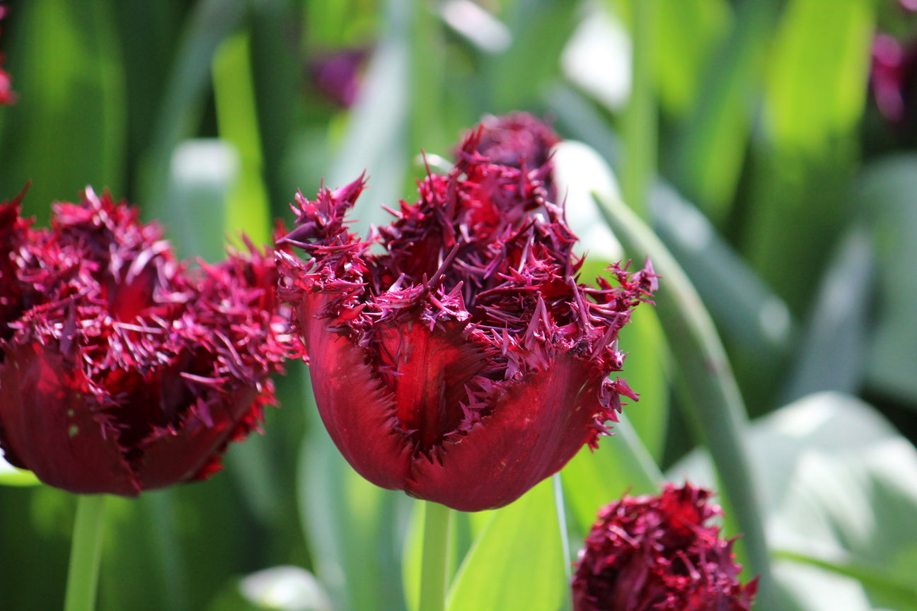 Tulipa 'Labrador'