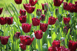 Tulipa 'Labrador'