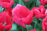 Tulipa 'Lady van Eijk'