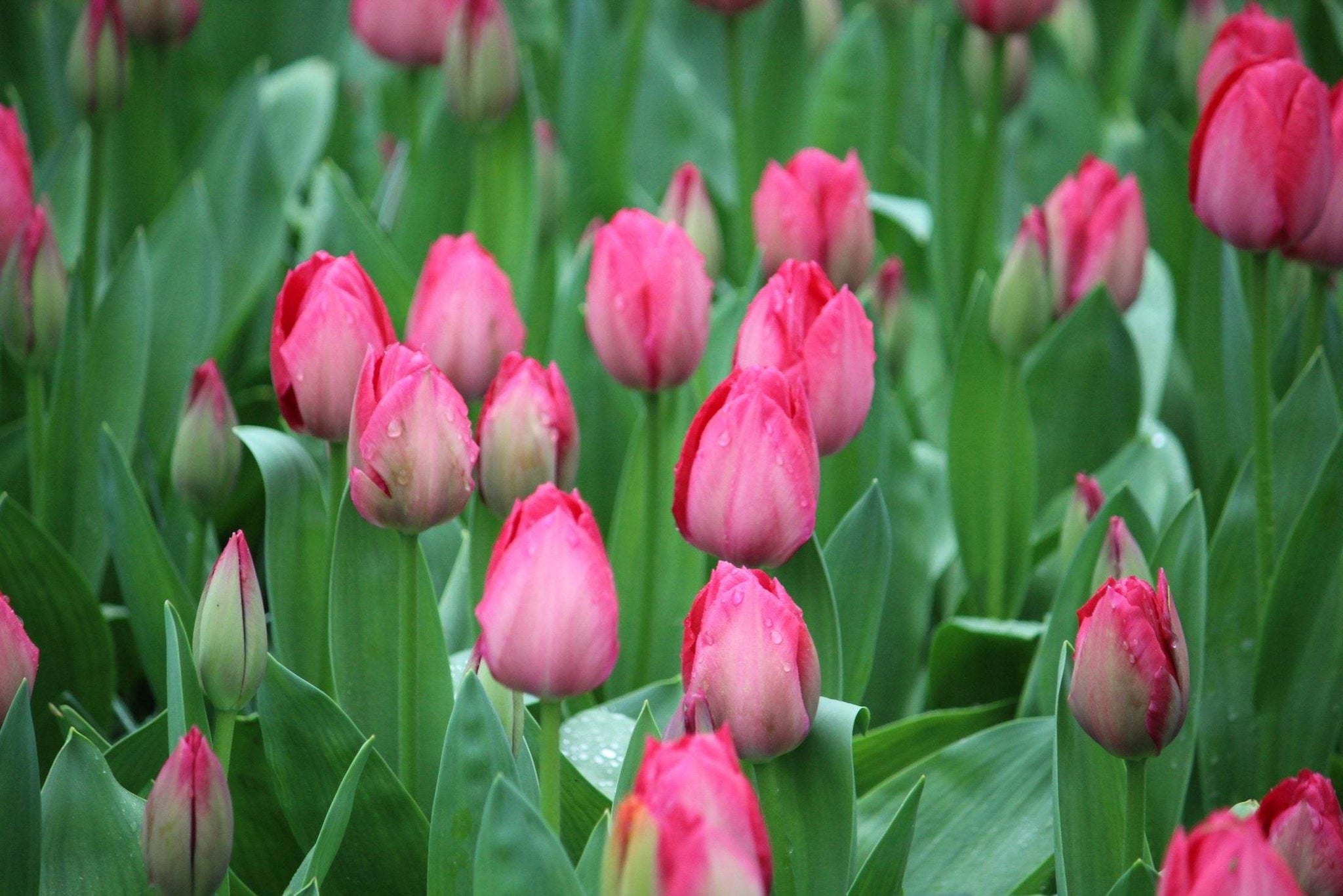 Tulp 'Dame van Eijk'