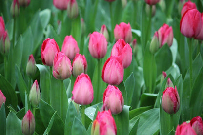 Tulp 'Dame van Eijk'