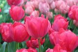 Tulipa 'Lady van Eijk'