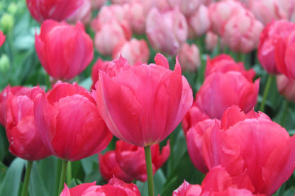 Tulipa 'Lady van Eijk'