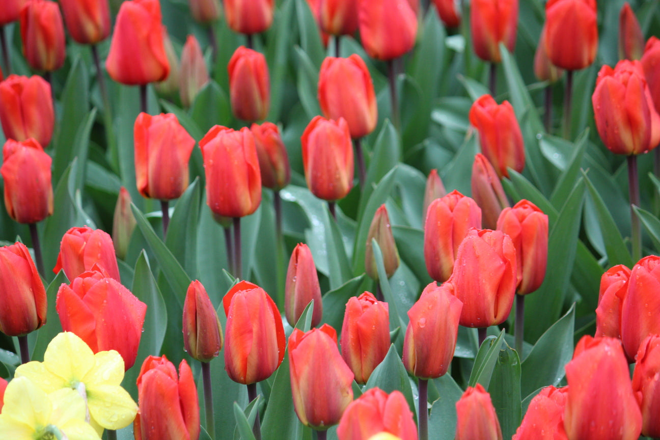 Tulp 'Lalibela'