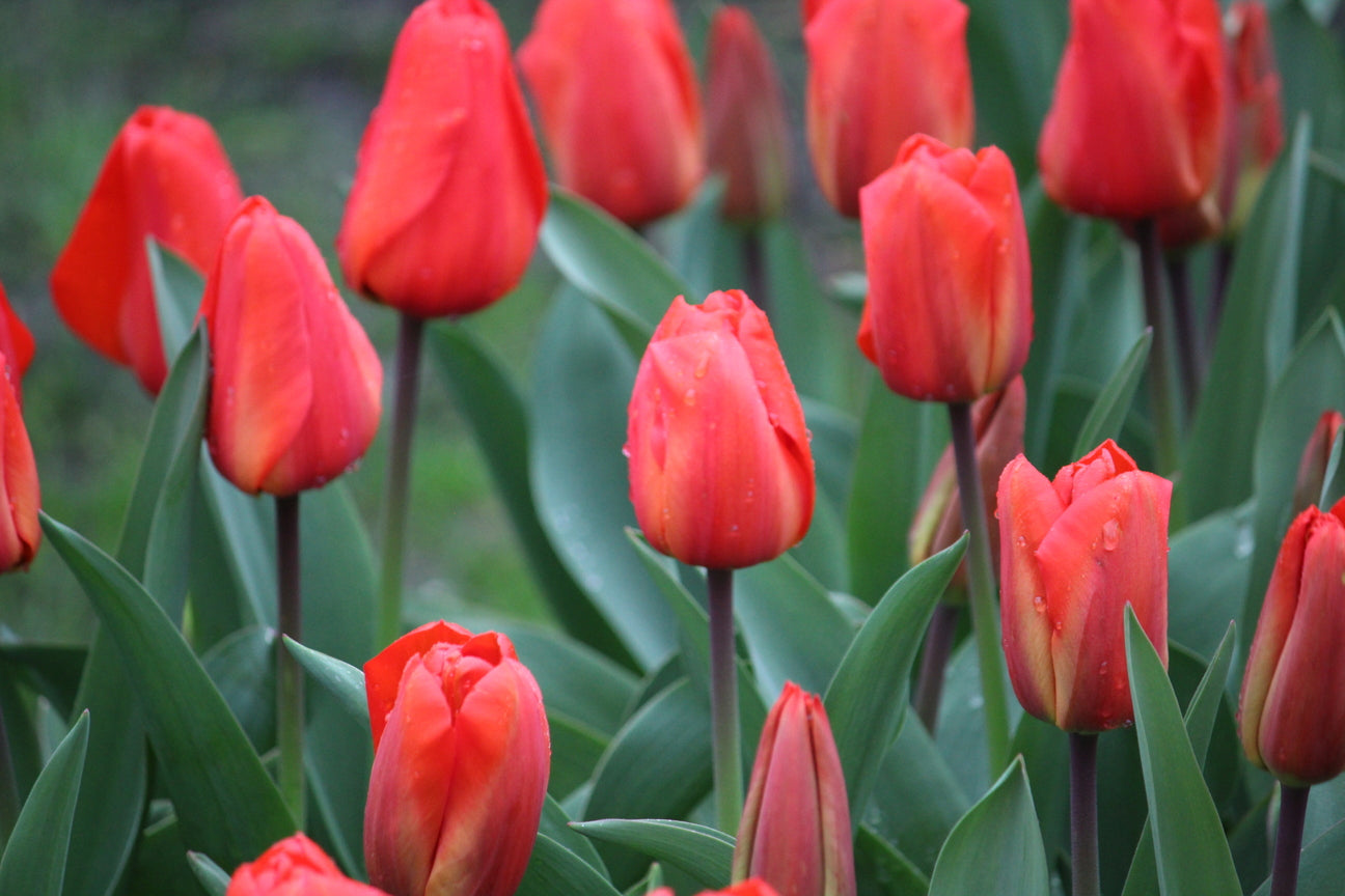 Tulp 'Lalibela'