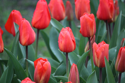 Tulp 'Lalibela'