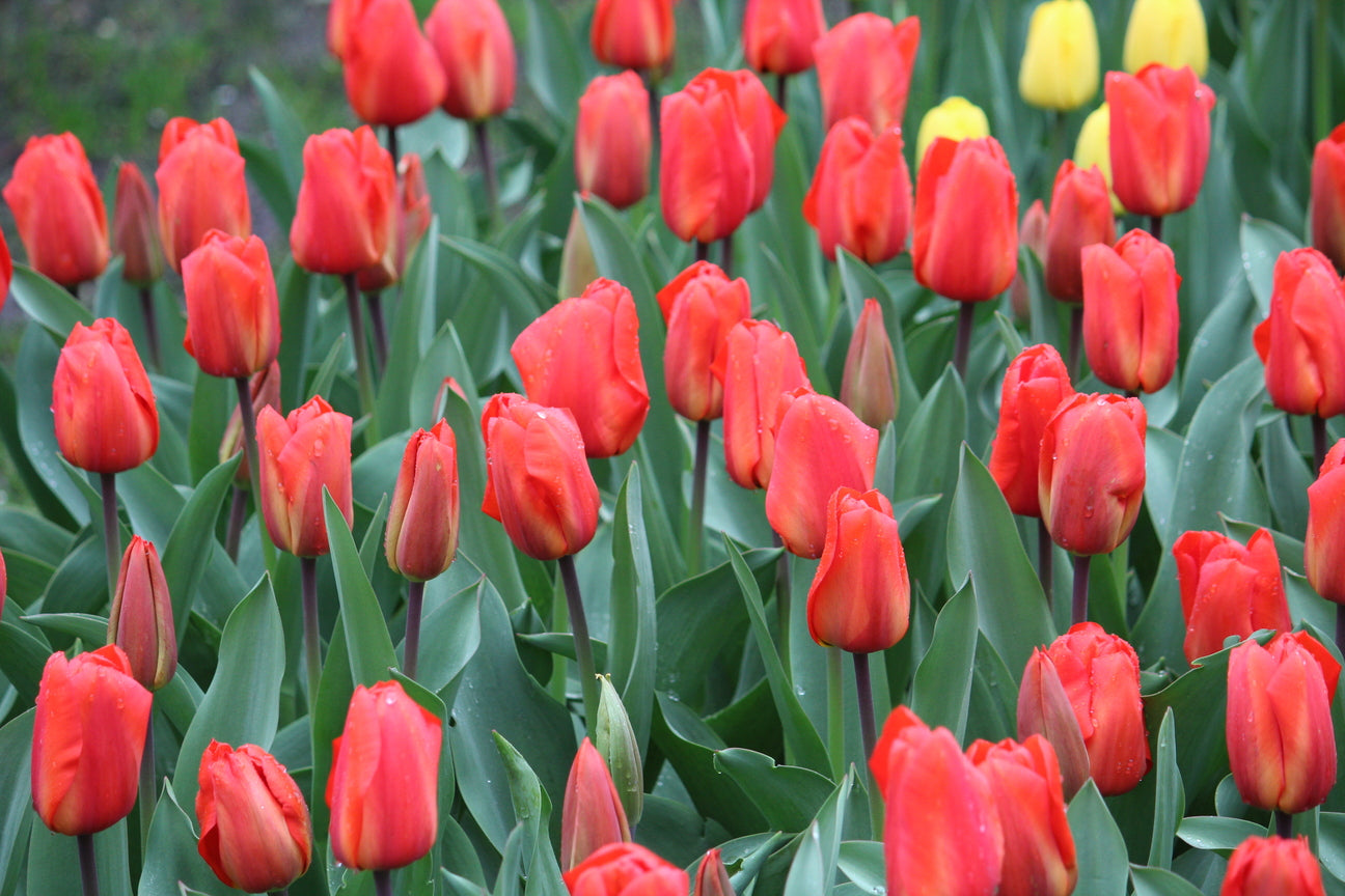 Tulp 'Lalibela'