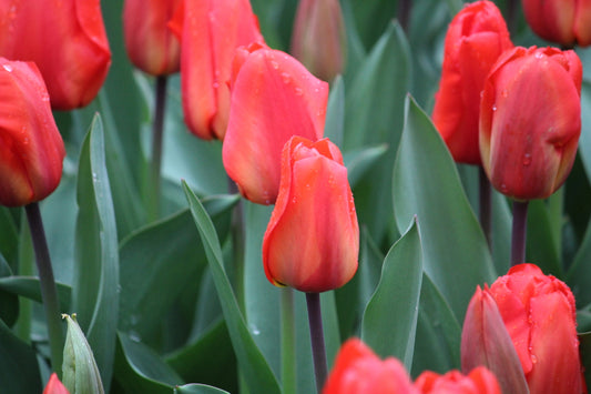 Tulp 'Lalibela'