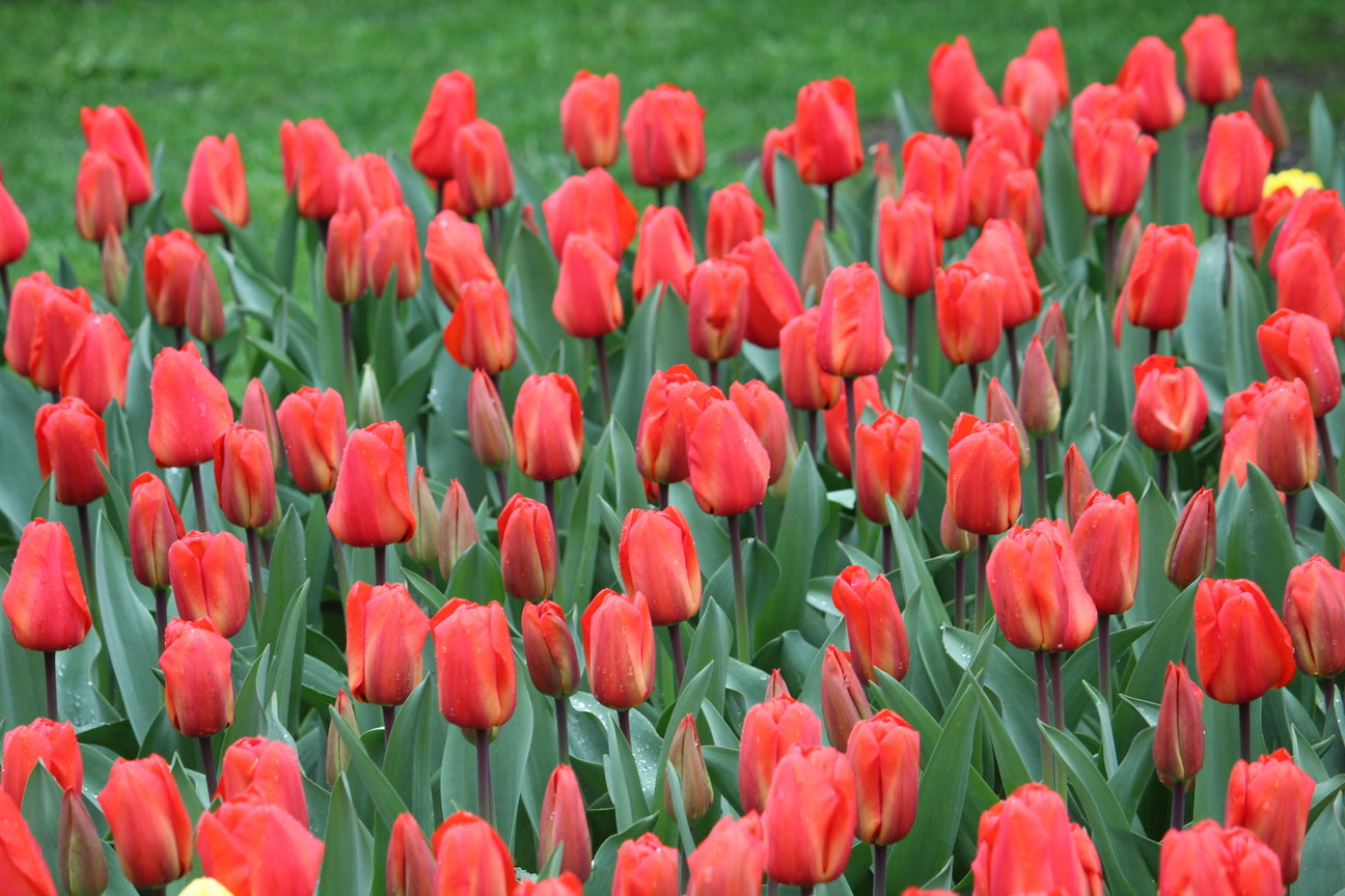 Tulp 'Lalibela'