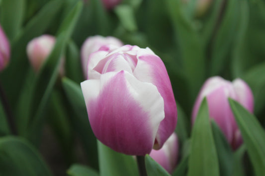 Tulp 'Librije'