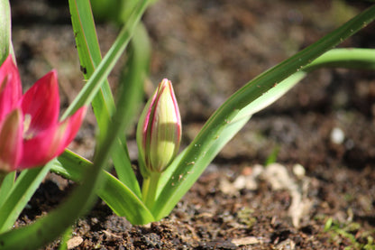 Tulipa 'Little Beauty'