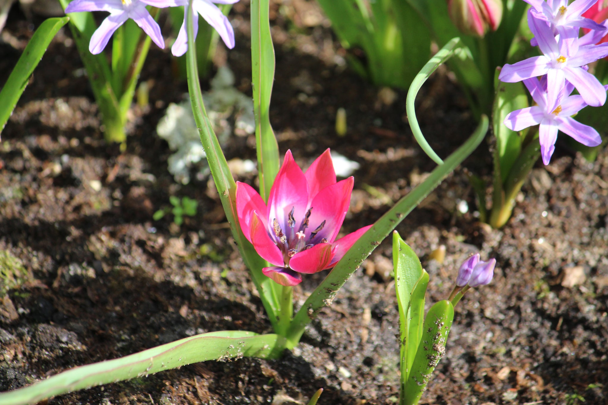 Tulipa 'Little Beauty'