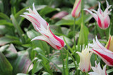 Tulipa 'Marilyn'