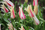 Tulipa 'Marilyn'