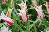 Tulipa 'Marilyn'
