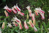 Tulipa 'Marilyn'