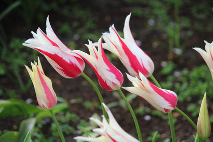 Tulipa 'Marilyn'