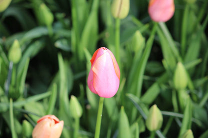 Tulpen 'Menton' 