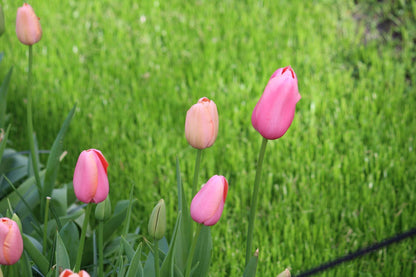 Tulpen 'Menton' 