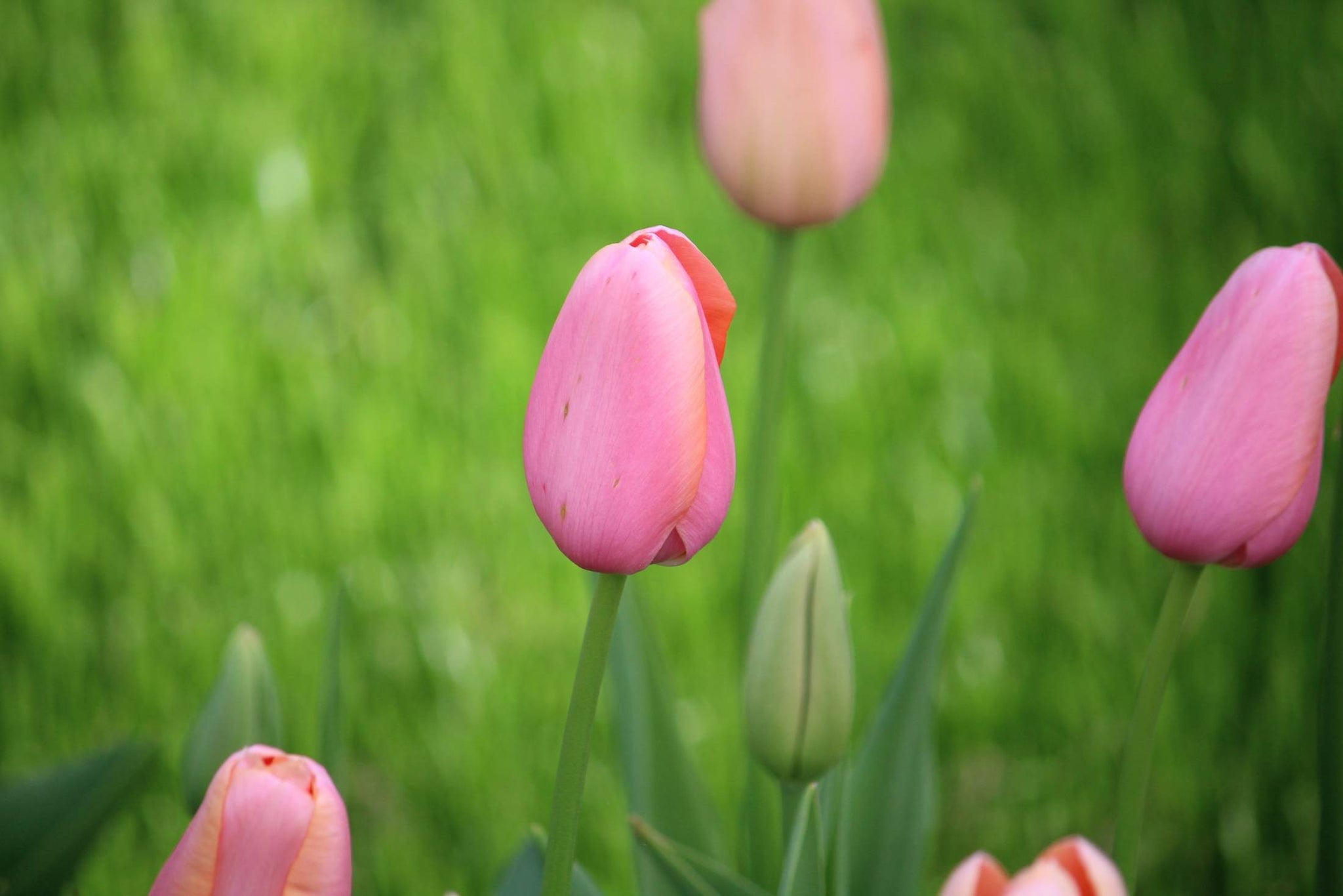 Tulpen 'Menton' 