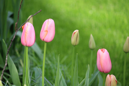 Tulpen 'Menton' 