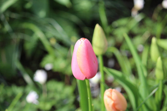 Tulpen 'Menton' 