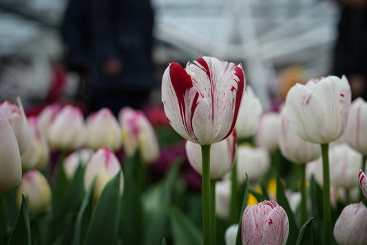 Tulipa 'Merel Delight'