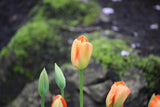 Tulipa 'Orange Emperor'