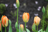 Tulipa 'Orange Emperor'