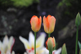 Tulipa 'Orange Emperor'