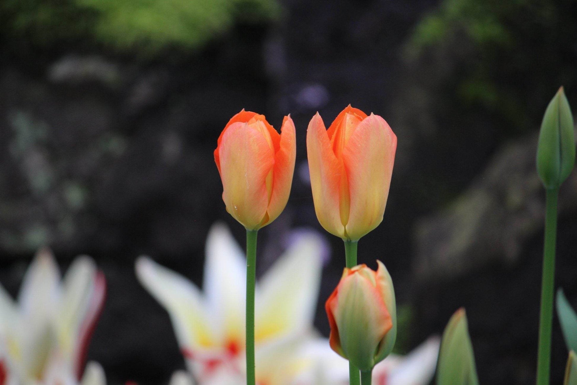 Tulipa 'Orange Emperor'