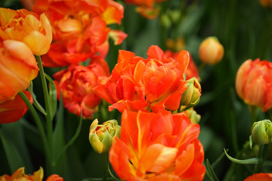 Tulipa 'Orange Princess'