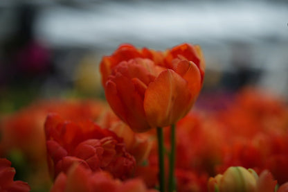 Tulipa 'Orange Princess'