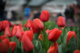 Tulipa 'Parade'