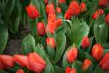 Tulipa 'Parade'
