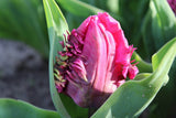 Tulipa 'Parrot Prince'