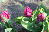 Tulipa 'Parrot Prince'