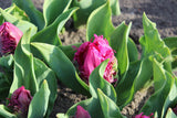 Tulipa 'Parrot Prince'