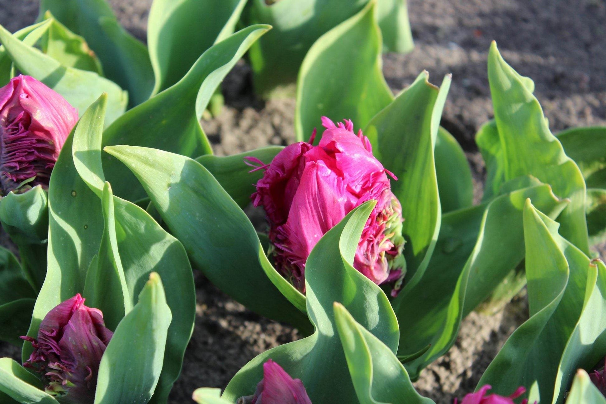 Tulipa 'Parrot Prince'