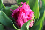 Tulipa 'Parrot Prince'